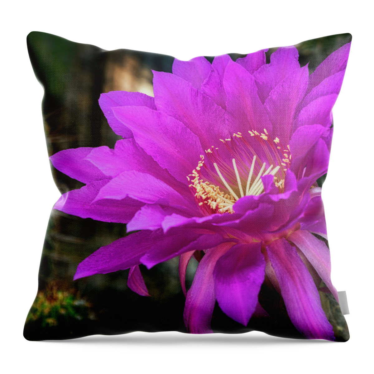 Echinopsis Throw Pillow featuring the photograph Echinopsis in Hot Pink by Saija Lehtonen