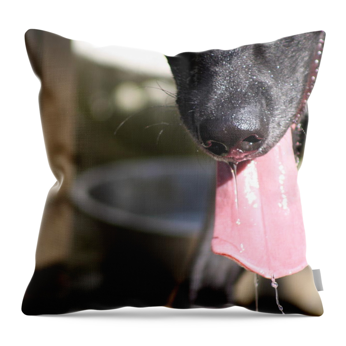 Animals Throw Pillow featuring the photograph Eewwww by Greg DeBeck
