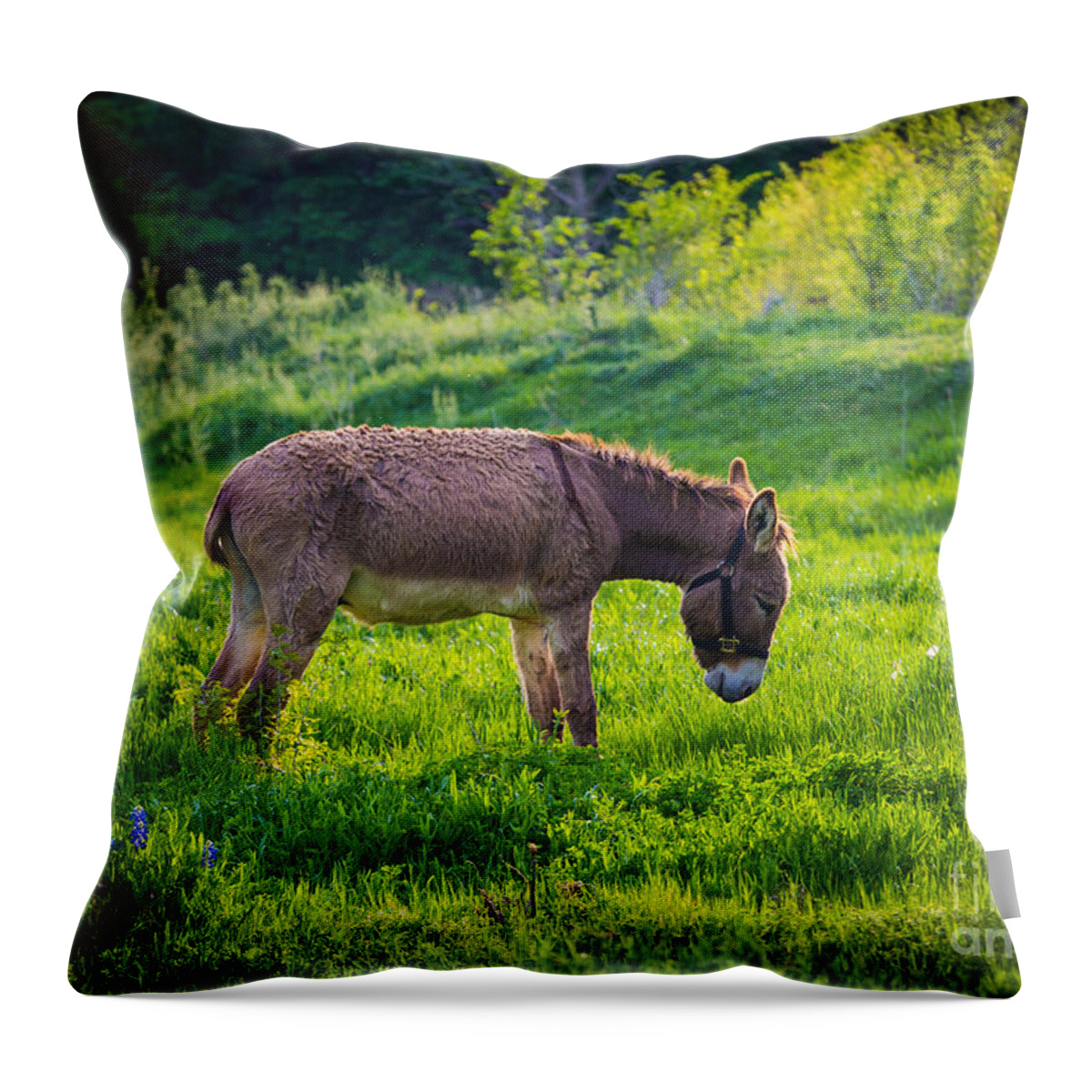 America Throw Pillow featuring the photograph Eeyore's Gloomy Place by Inge Johnsson