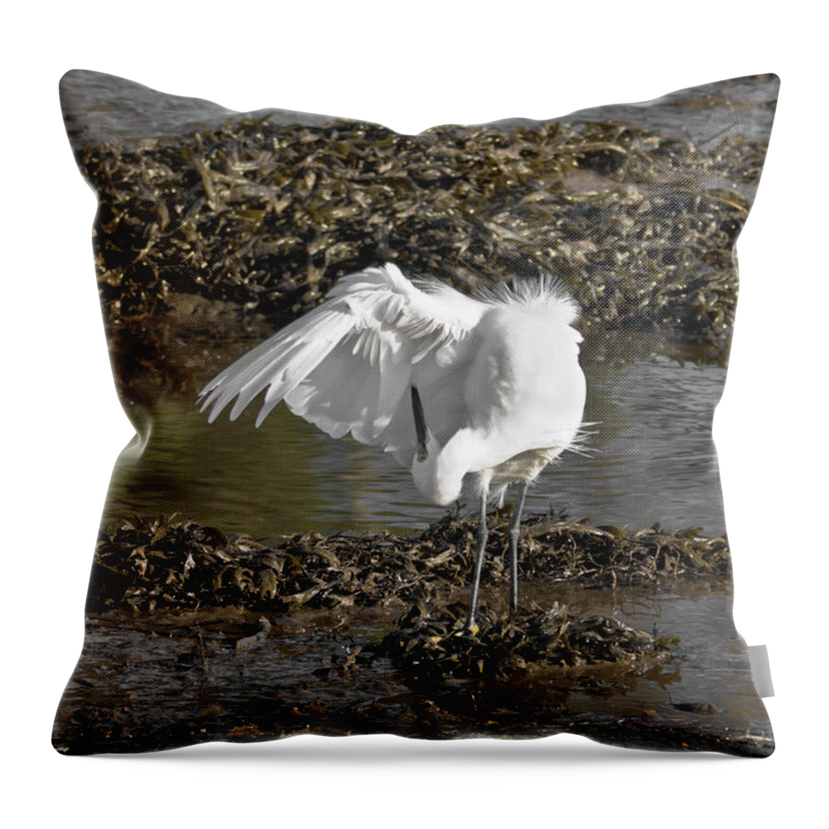 Bird Throw Pillow featuring the photograph Egret Preening by Terri Waters