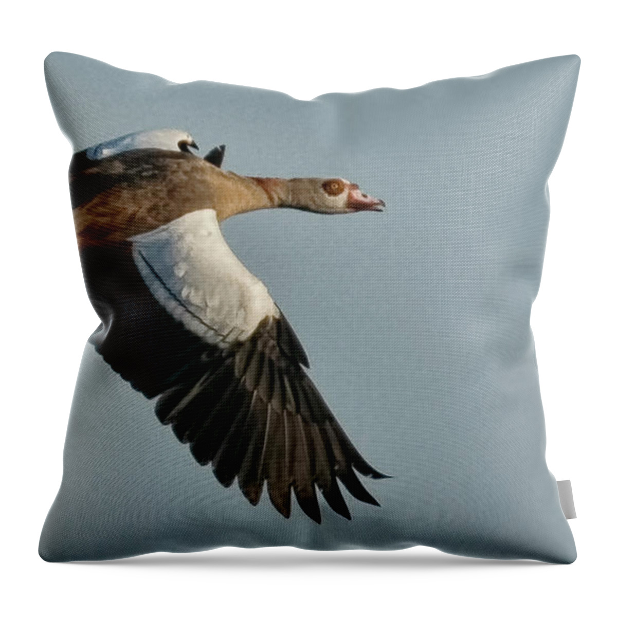 Goose Throw Pillow featuring the photograph Egyptian Goose by Don Durfee