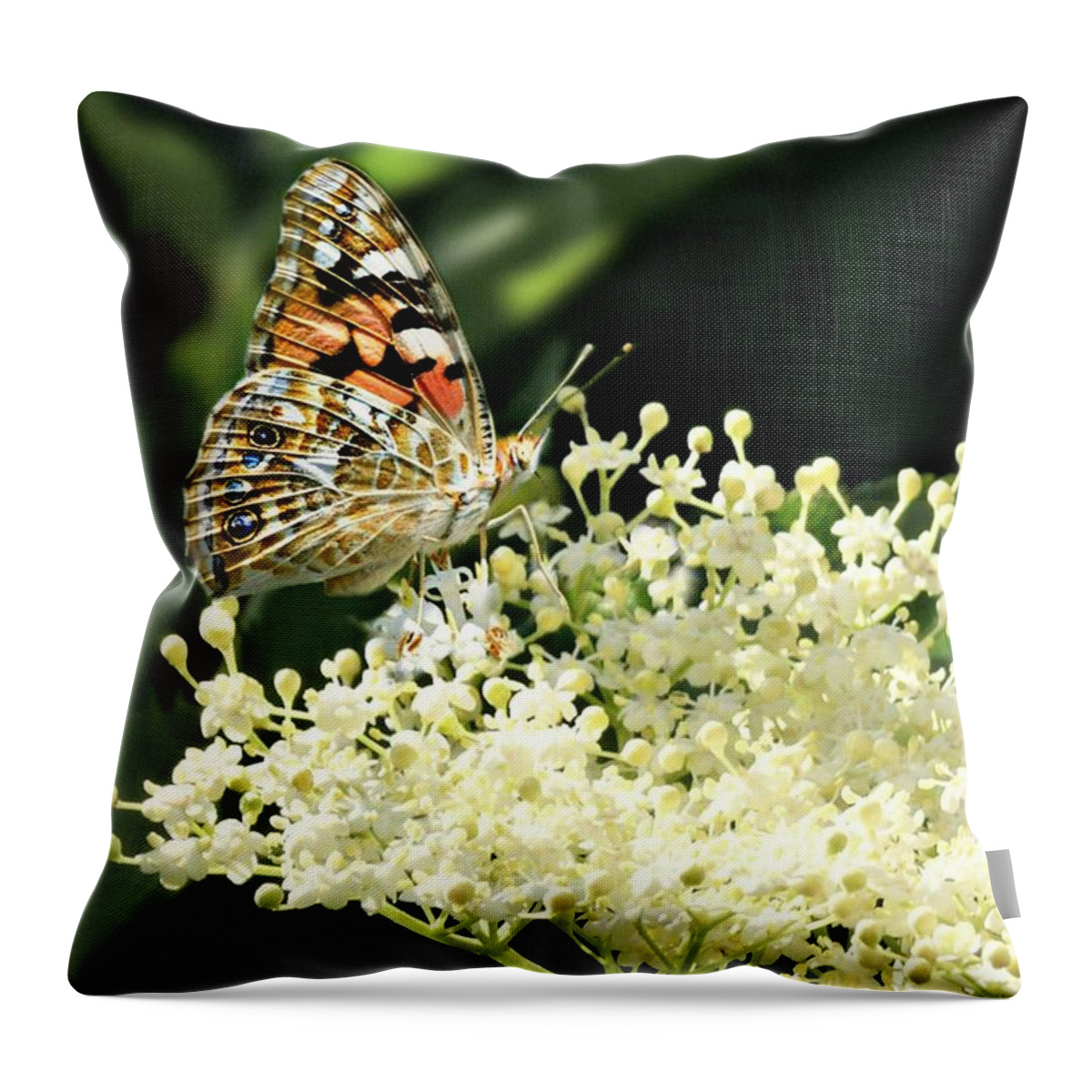 Butterfly Throw Pillow featuring the photograph Elderflower and Butterfly by Morag Bates