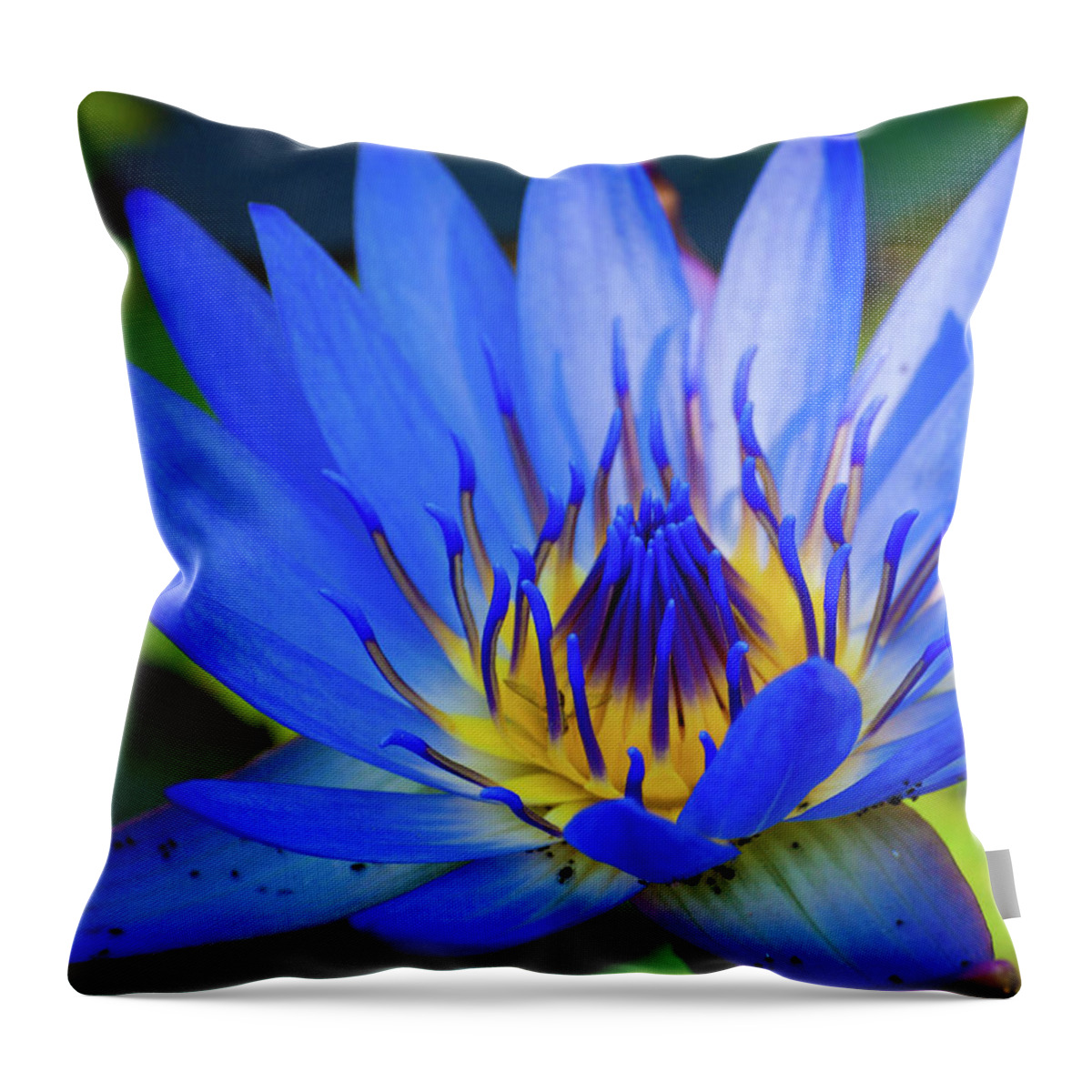 Flower Throw Pillow featuring the photograph Electric Lily by Steven Myers