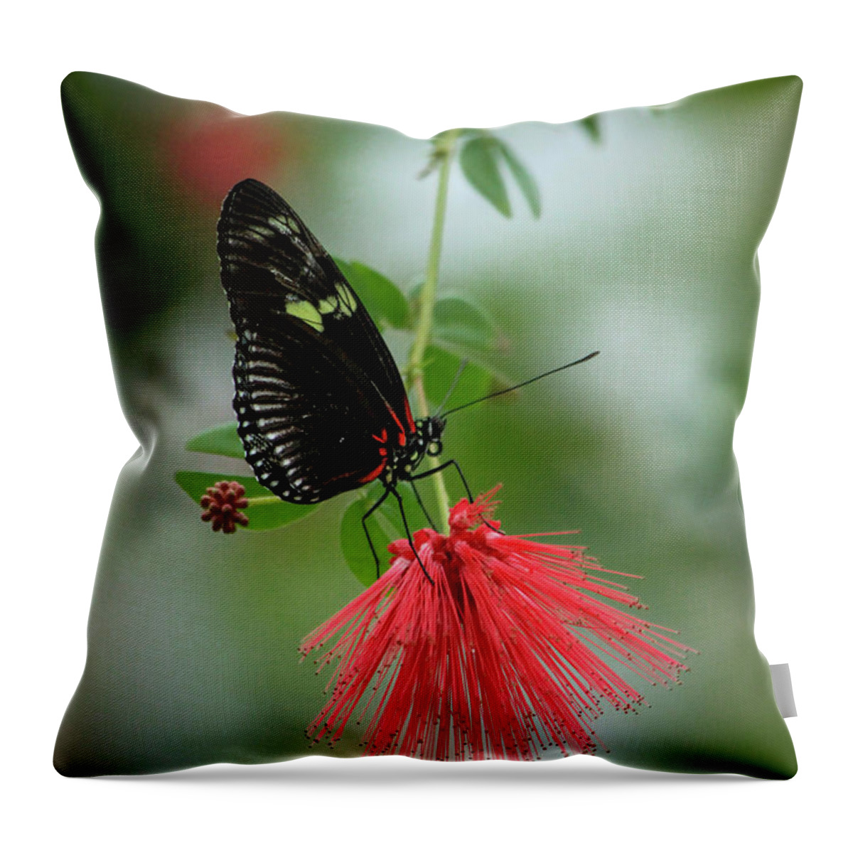 Reid Callaway Elegance Throw Pillow featuring the photograph Elegance Cecil B Day Butterfly Center Art by Reid Callaway