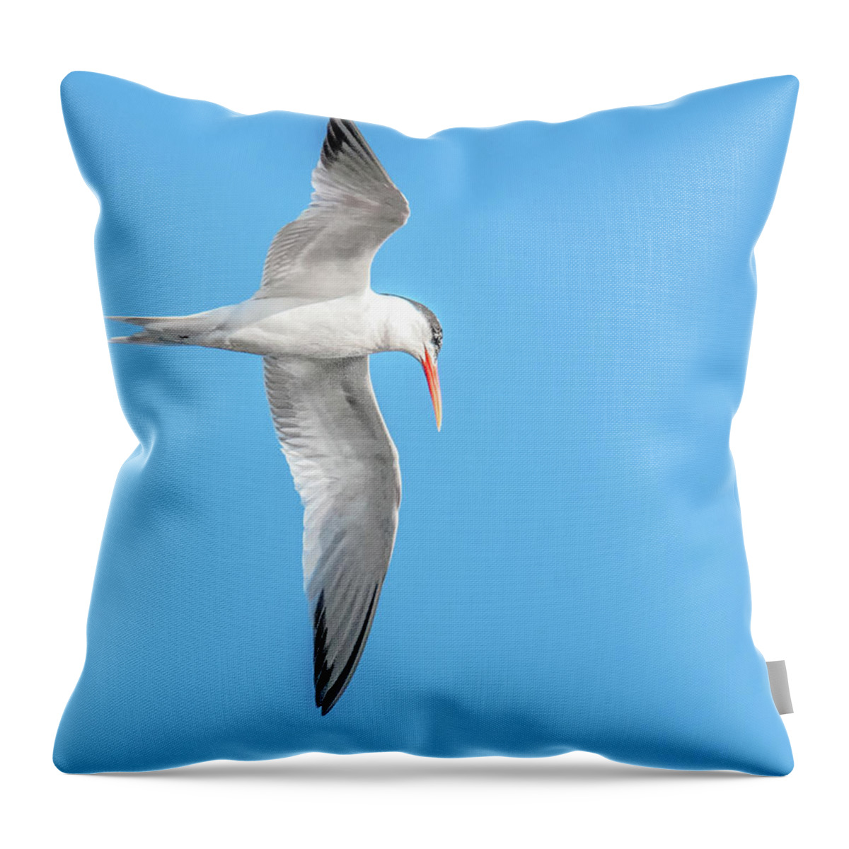 Elegant Throw Pillow featuring the photograph Elegant Tern 3851-072815-1cr by Tam Ryan