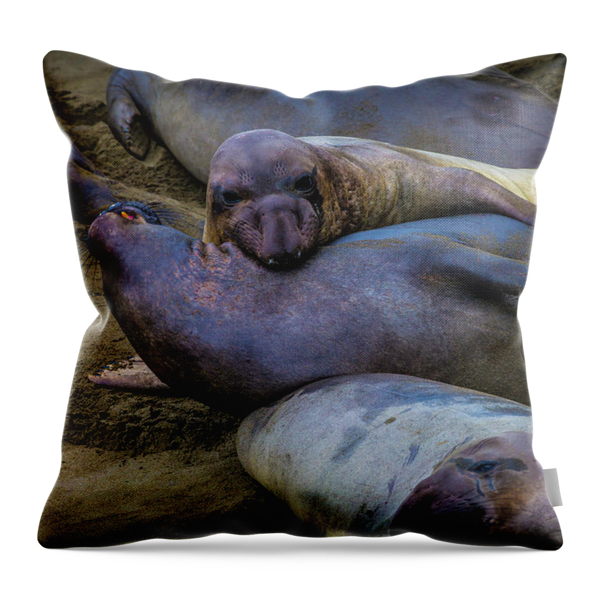 Elephant Throw Pillow featuring the photograph Elephant Seals Fighting by Garry Gay