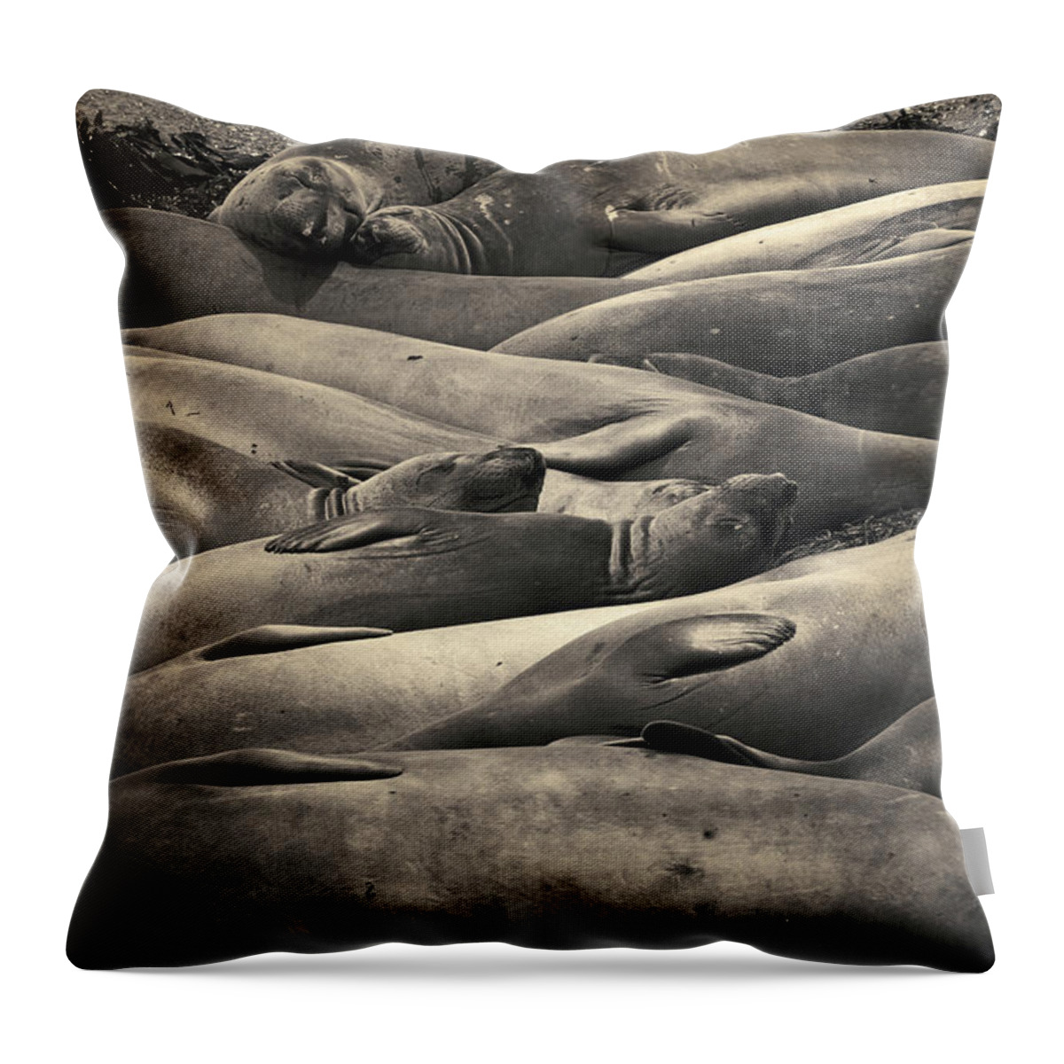 Proboscis Throw Pillow featuring the photograph Elephant Seals III Toned by David Gordon
