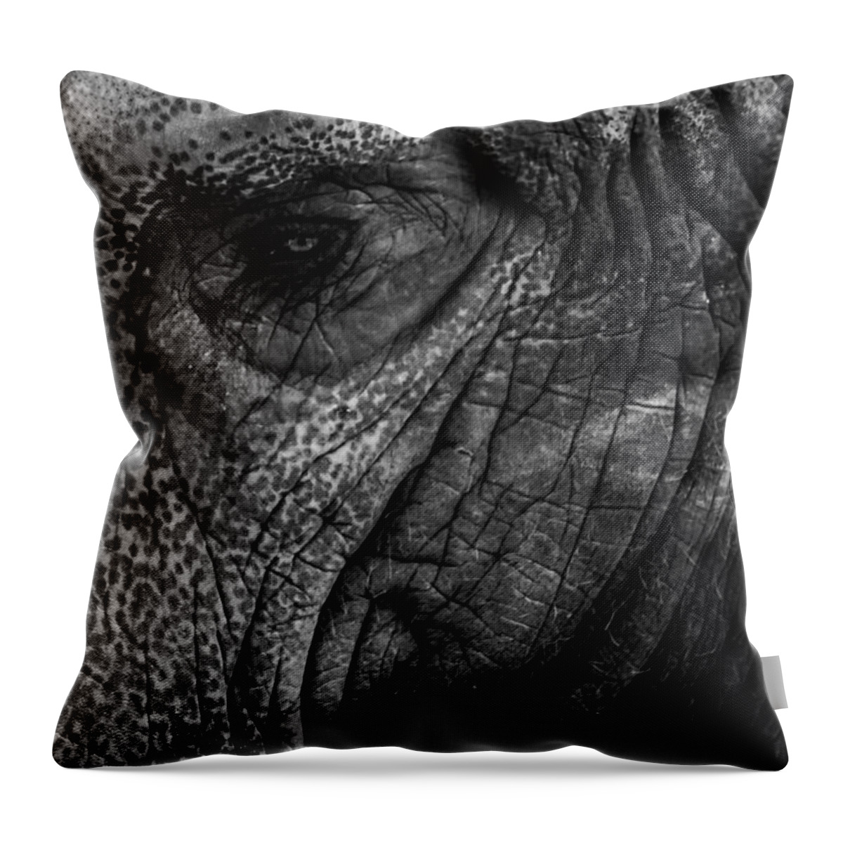 Cincinnati Throw Pillow featuring the photograph Elephants Eye by Keith Allen
