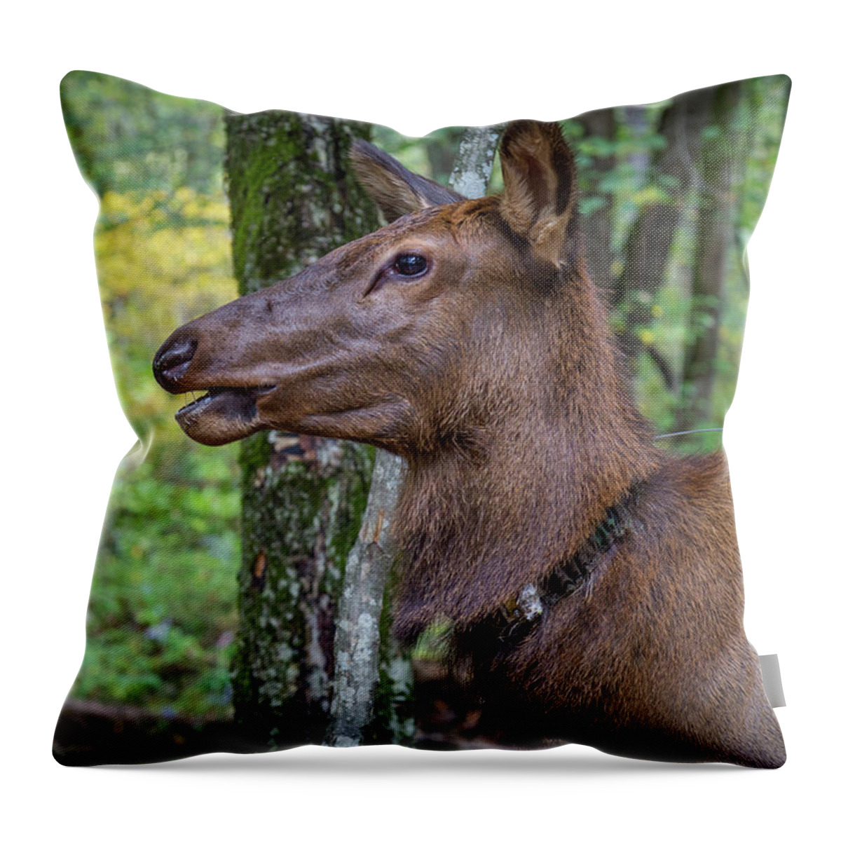 Elk Throw Pillow featuring the photograph Elk in the Woods by Tim Stanley