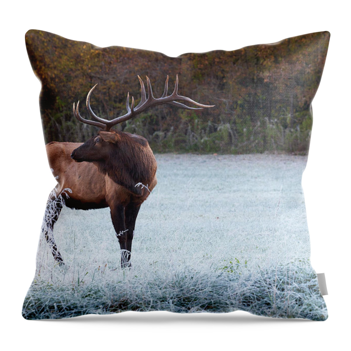 Conservation Throw Pillow featuring the photograph Elk of Smoky Mountains National Park by Scott Slone