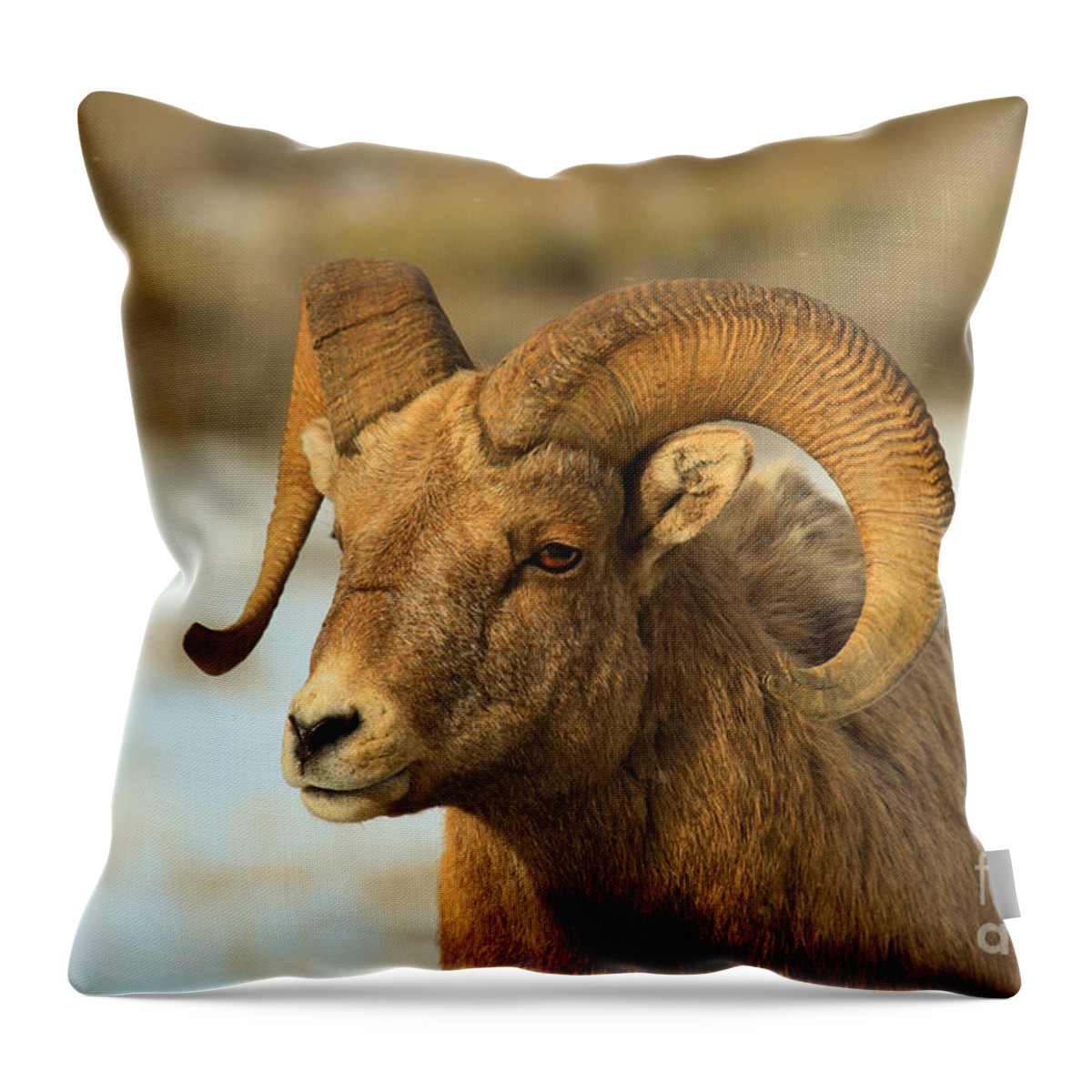 Bighorn Throw Pillow featuring the photograph Elk Refuge Bighorn Ram by Adam Jewell
