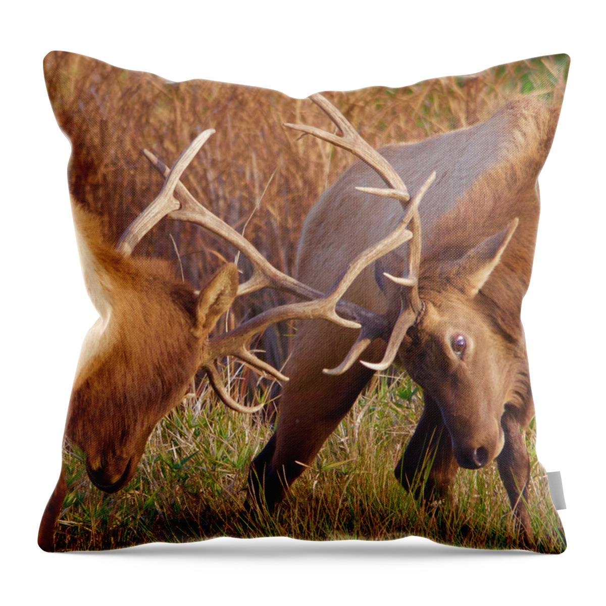 Elk Throw Pillow featuring the photograph Elk Tussle by Todd Kreuter