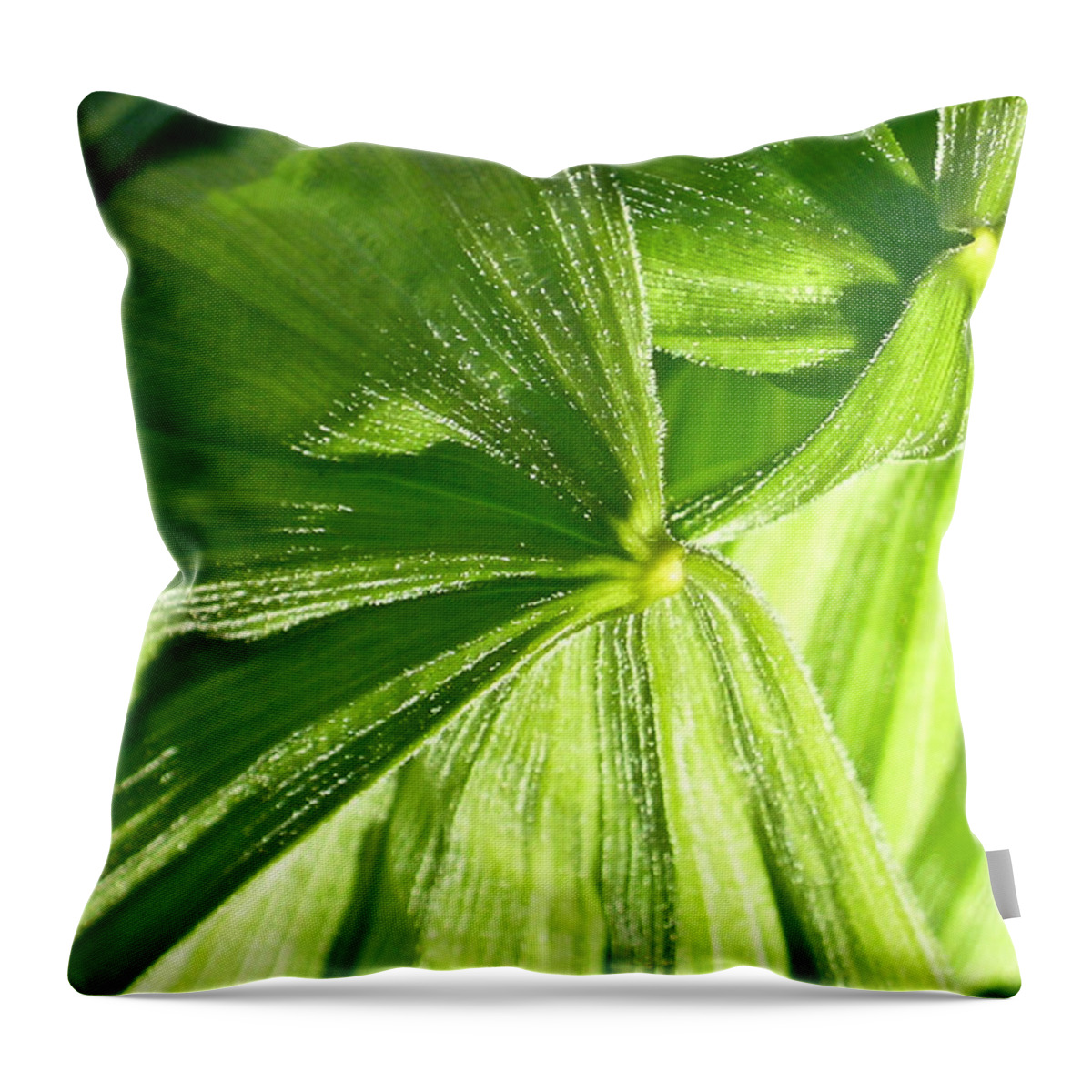 Plant Throw Pillow featuring the photograph Emerging plants by Douglas Barnett