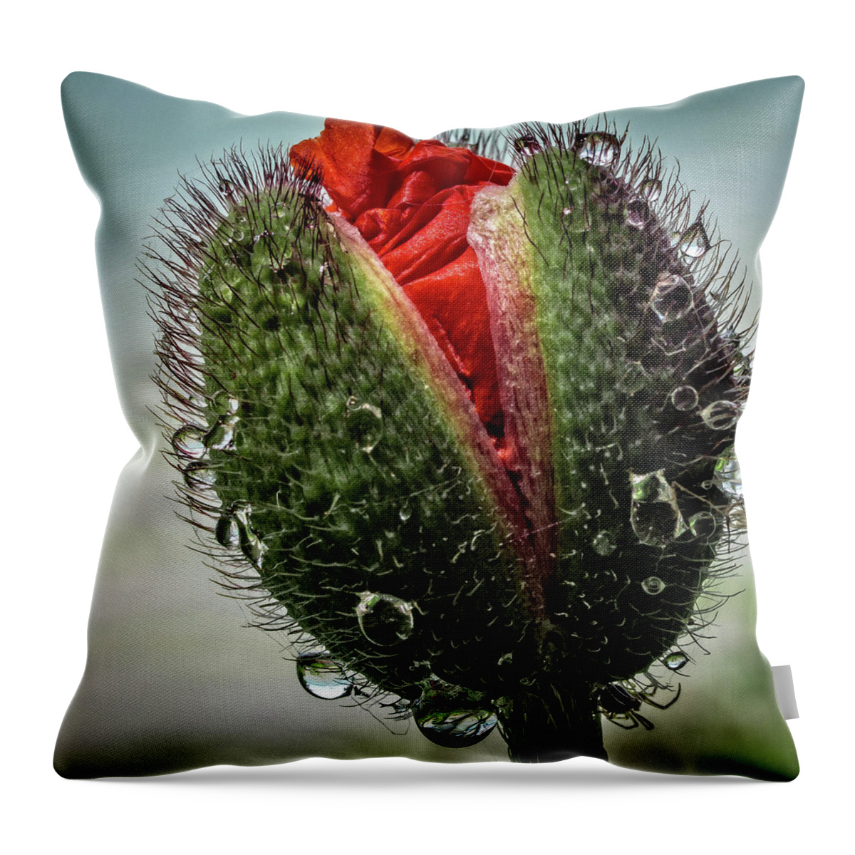 Flowers Throw Pillow featuring the photograph Emerging Poppy by Dean Ginther