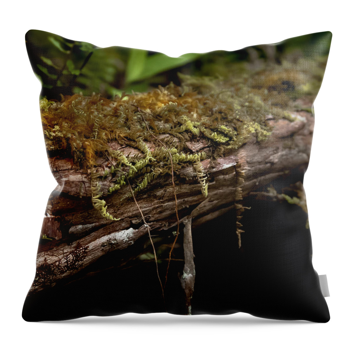 Fern Throw Pillow featuring the photograph Enchanted Forest by Craig Watanabe