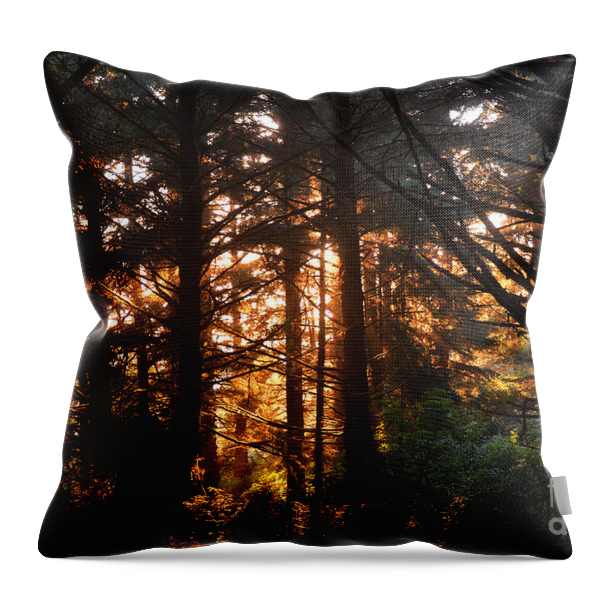 Trees Throw Pillow featuring the photograph Enchanted Forest by Frank Larkin
