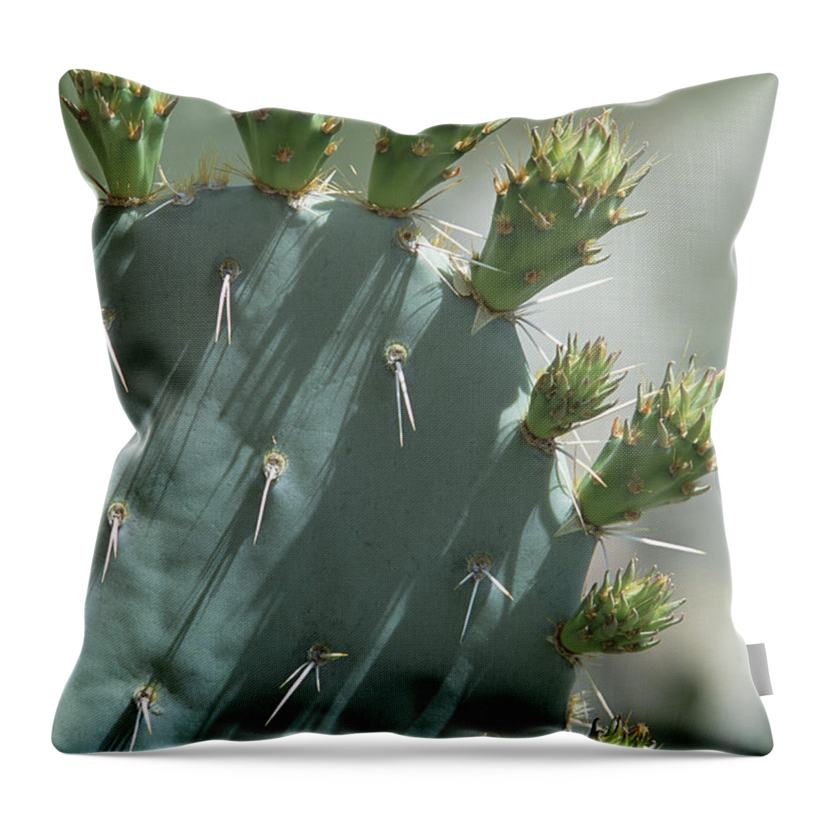 Mp Throw Pillow featuring the photograph Engelmann Prickly Pear Opuntia by Konrad Wothe
