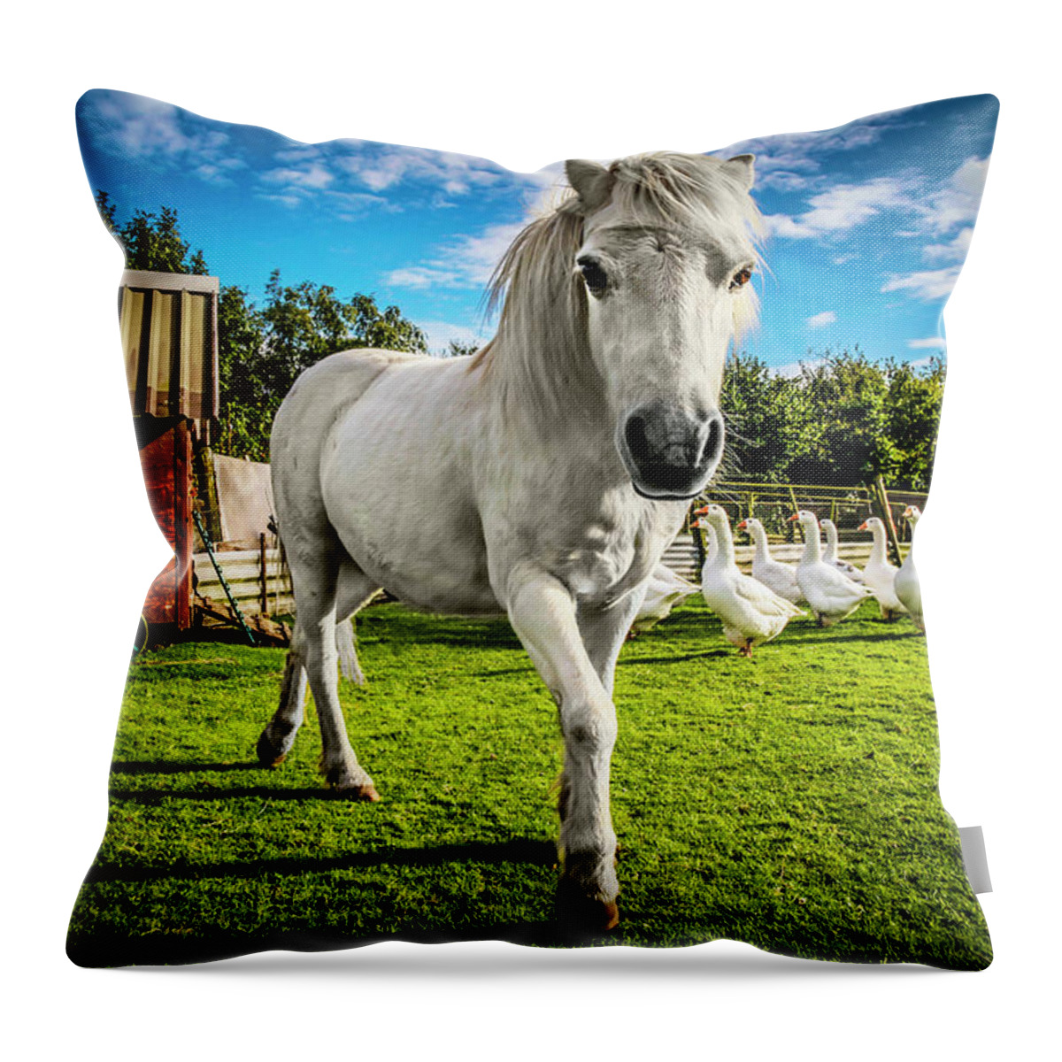 Horse White Pony Gypsy Camp Trailer Wagon Geese Grass Blue Sky Rural England Colorful Throw Pillow featuring the photograph English Gypsy Horse by Jennifer Wright