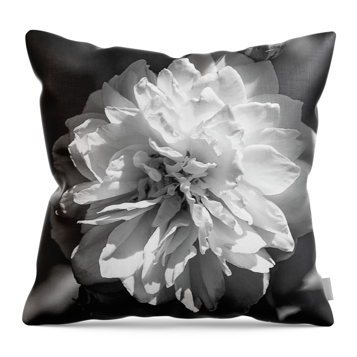 Rose Throw Pillow featuring the photograph English Rose Bw by Judy Wolinsky