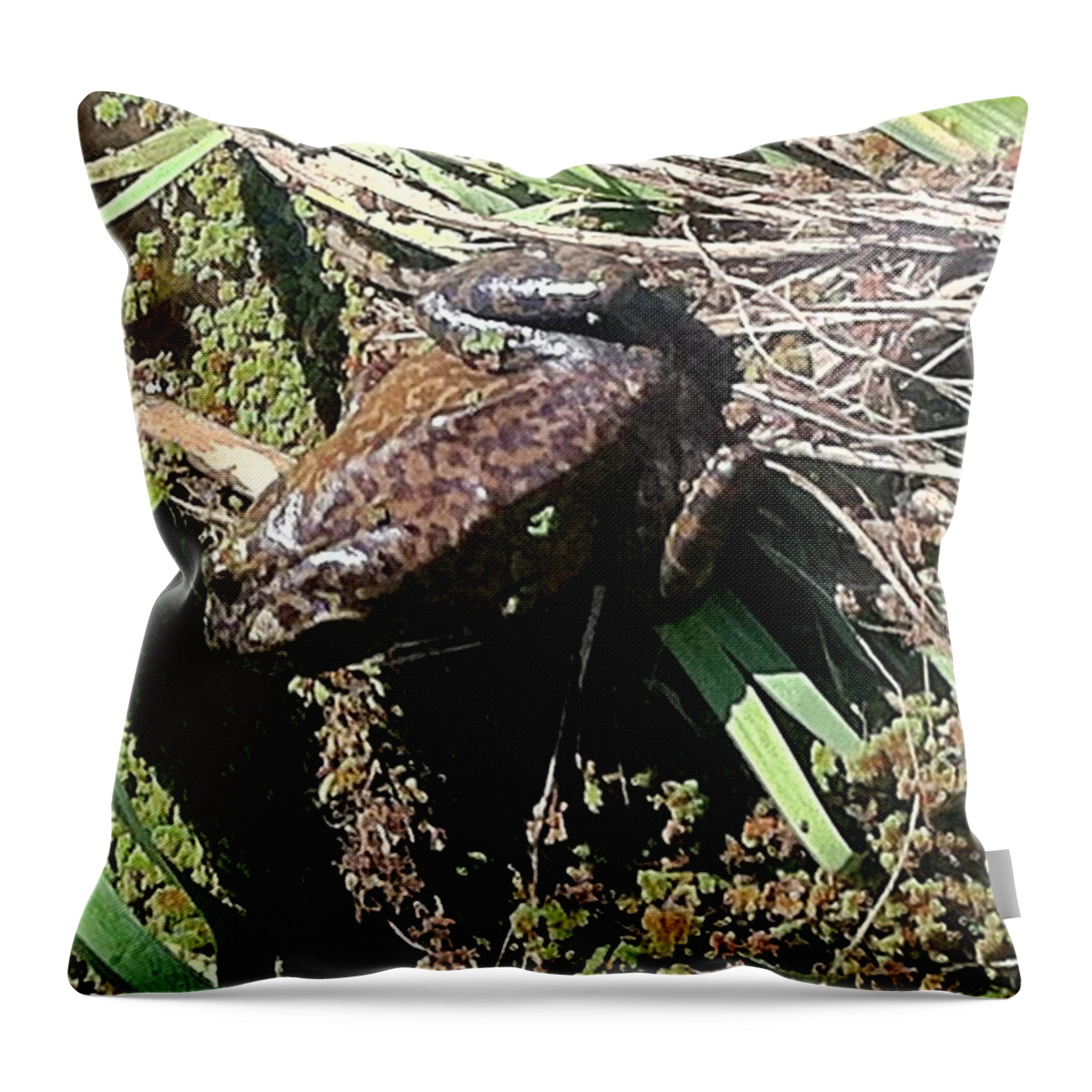 Frog And Moss Throw Pillow featuring the photograph Enjoying sunshine by Dottie Visker