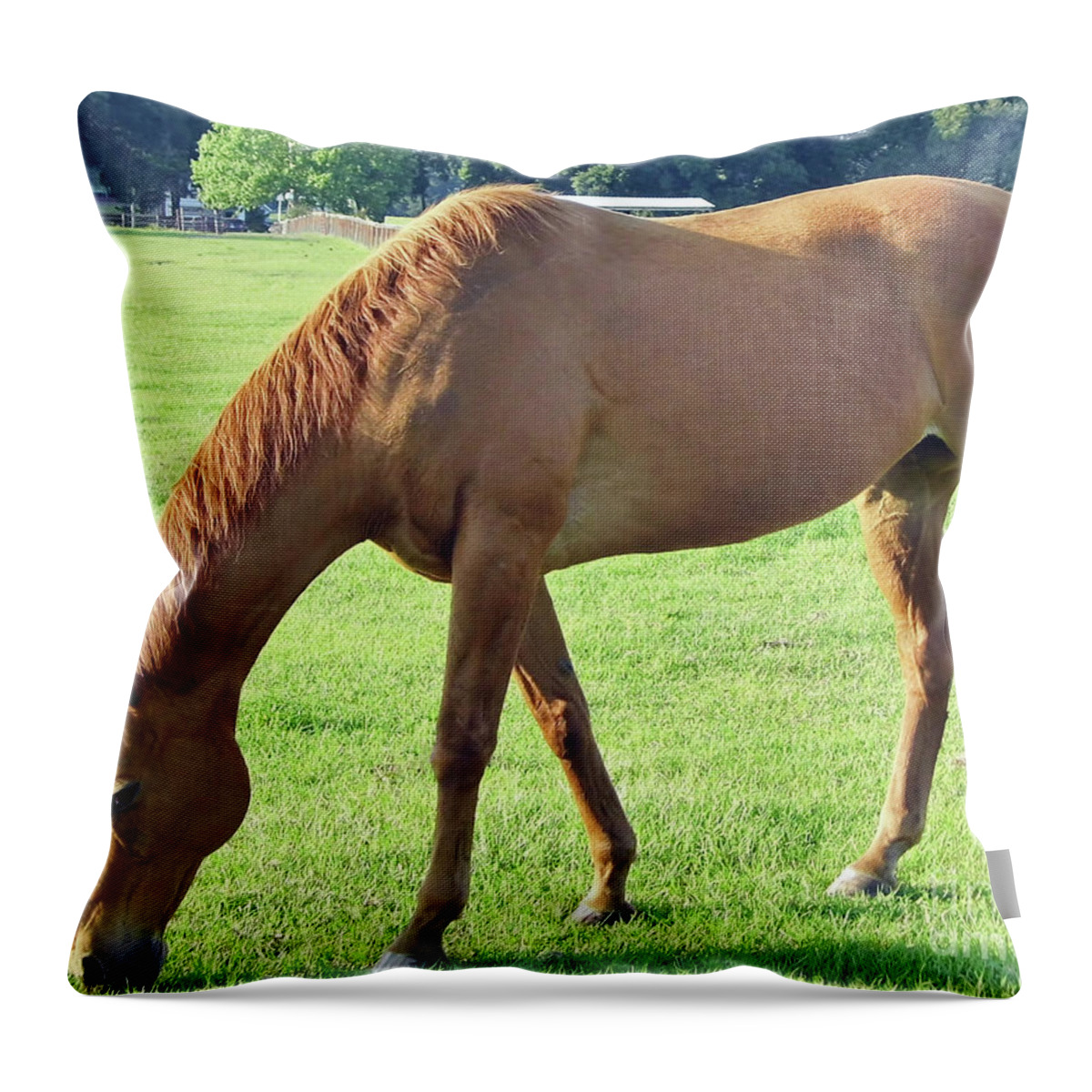Horse Throw Pillow featuring the photograph Enjoying The Grass by D Hackett