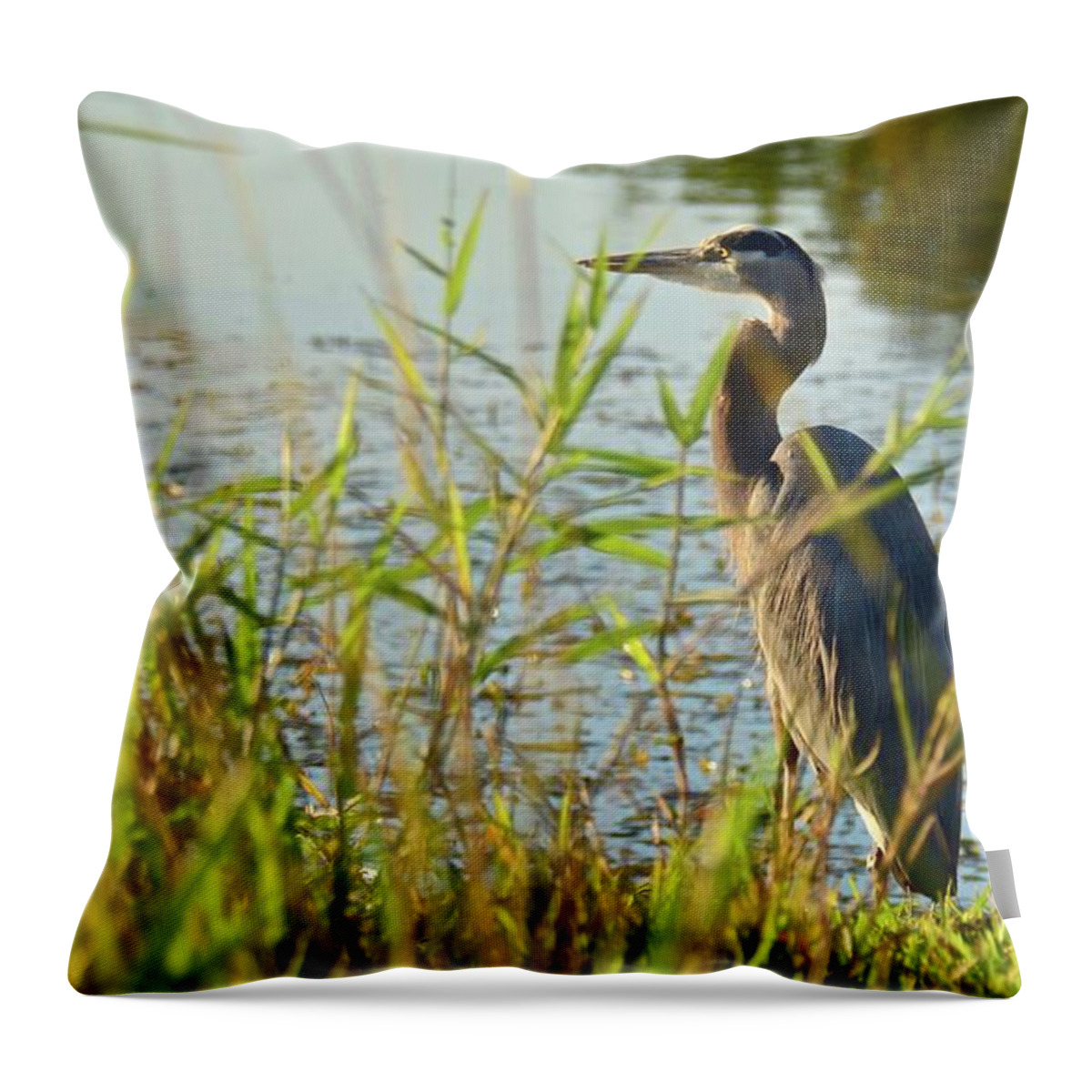 Sunshine Throw Pillow featuring the photograph Enjoying the Last Rays of the Day by Carol Bradley