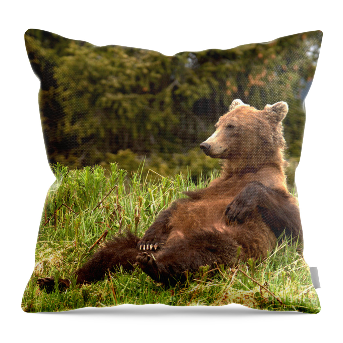 Grizzly Throw Pillow featuring the photograph Enjoying The Sights Near Bow Lake by Adam Jewell
