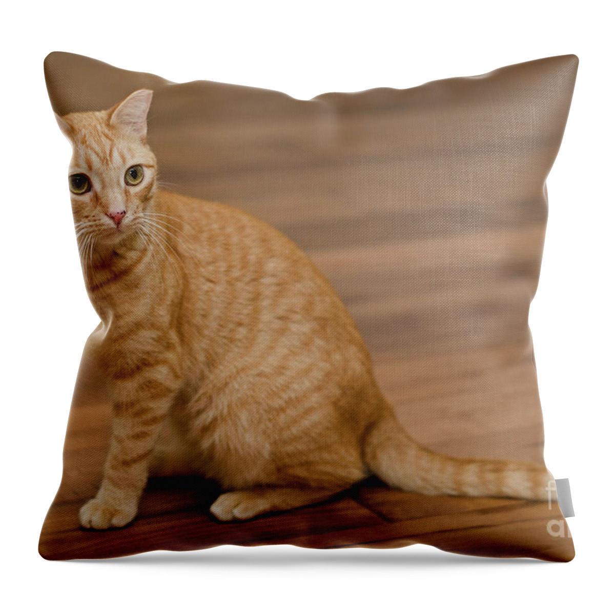 Red Tabby Cat Throw Pillow featuring the photograph Enrique 1 by Irina ArchAngelSkaya