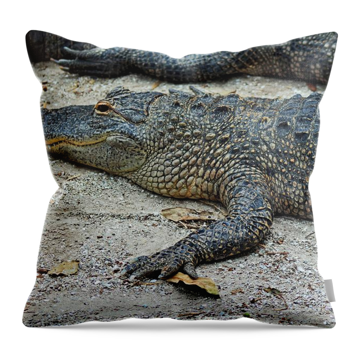 Alligator Throw Pillow featuring the photograph Erratic Eminence by Michiale Schneider