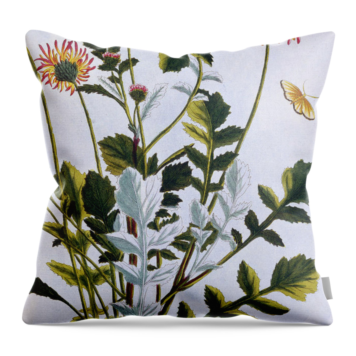 Ethiopian Arcotis Throw Pillow featuring the painting Ethiopian Arcotis African Lily by Pierre-Joseph Buchoz