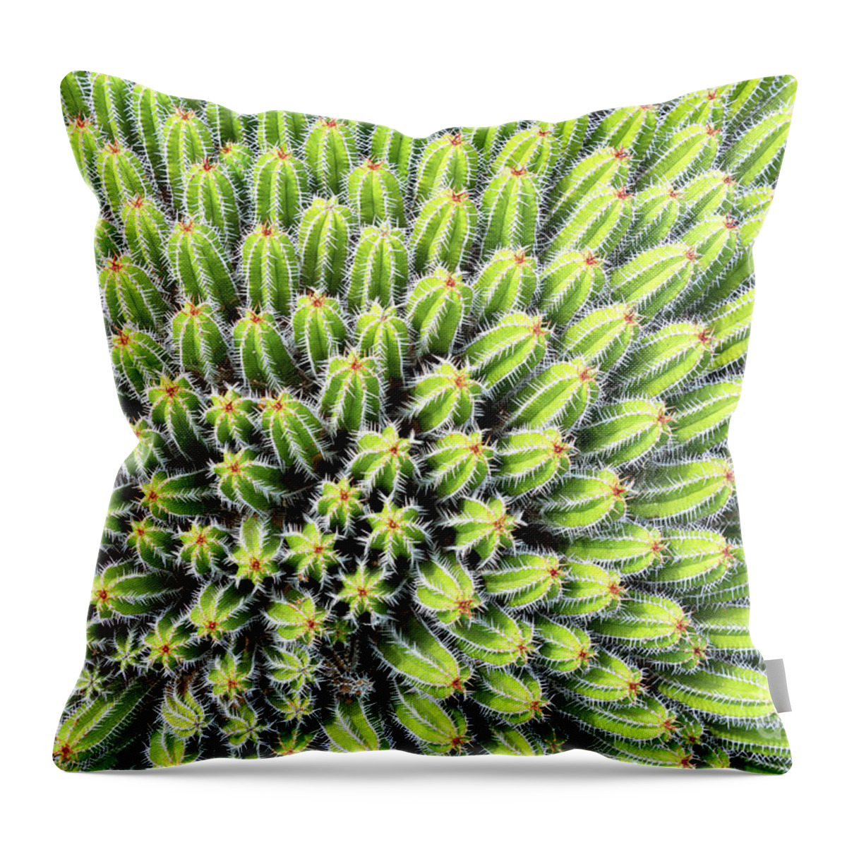 Cactus Throw Pillow featuring the photograph Euphorbia by Delphimages Photo Creations