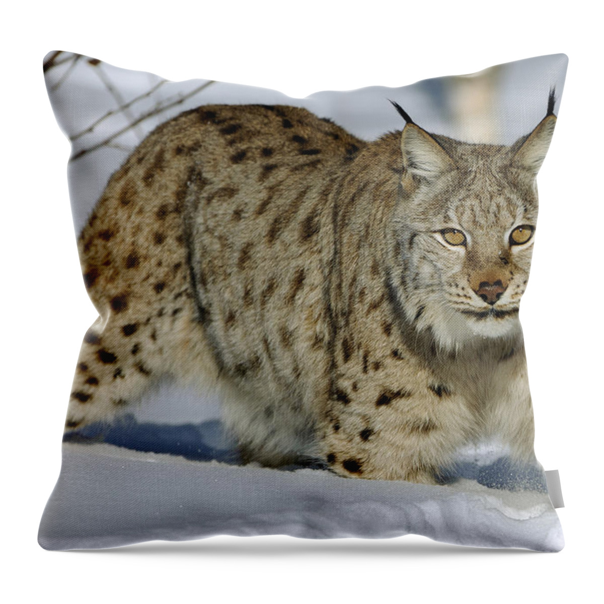 00449625 Throw Pillow featuring the photograph Eurasian Lynx In Snow by Willi Rolfes
