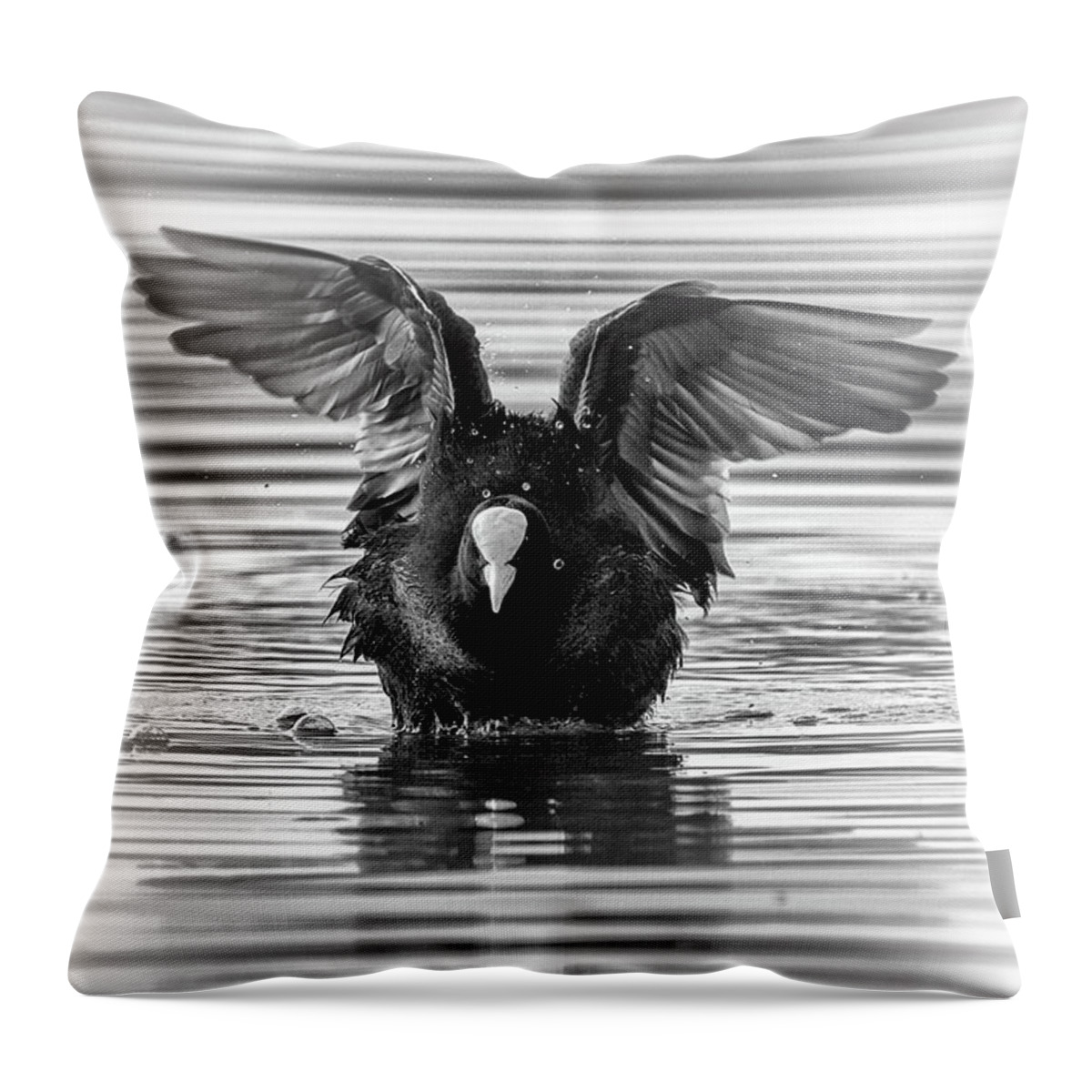 Coot Throw Pillow featuring the photograph Eurasian or common coot, fulicula atra, duck by Elenarts - Elena Duvernay photo