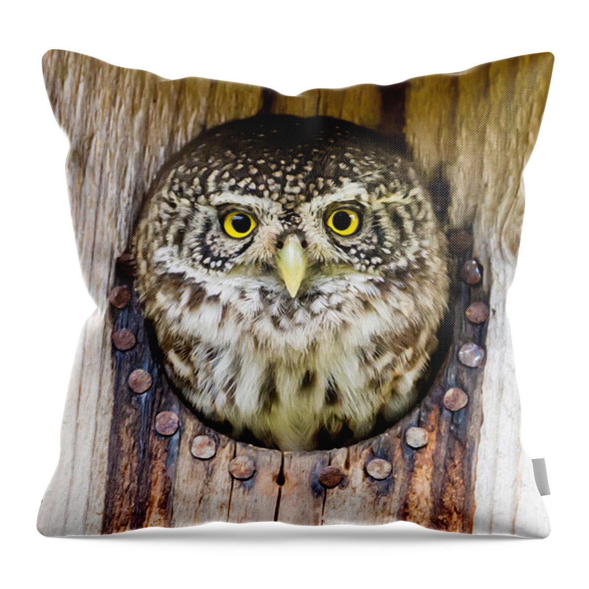 Eurasian Pygmy Owl Throw Pillow featuring the photograph Eurasian pygmy owl by Torbjorn Swenelius