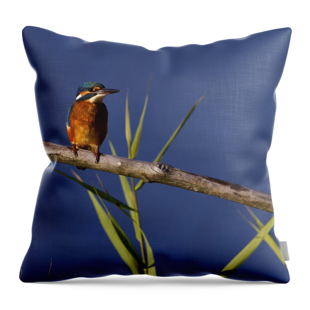 Branch Throw Pillow featuring the photograph Eurasian, river or common kingfisher, alcedo atthis, Neuchatel, by Elenarts - Elena Duvernay photo