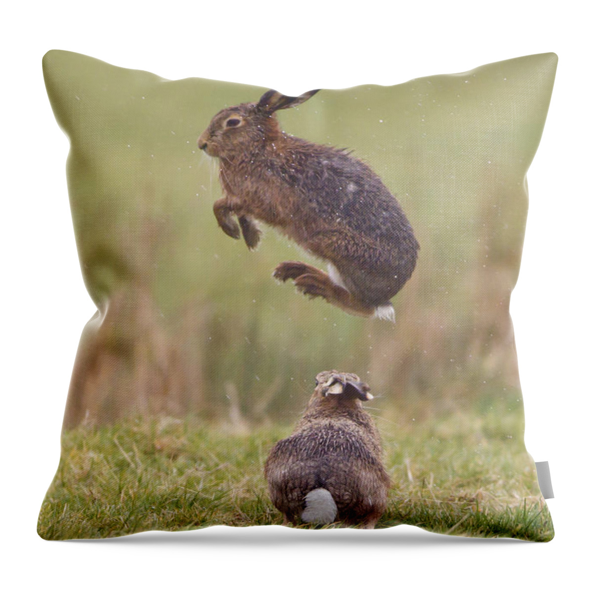 European Hares Throw Pillow featuring the photograph European Hares Boxing by Paul Sawer FLPA
