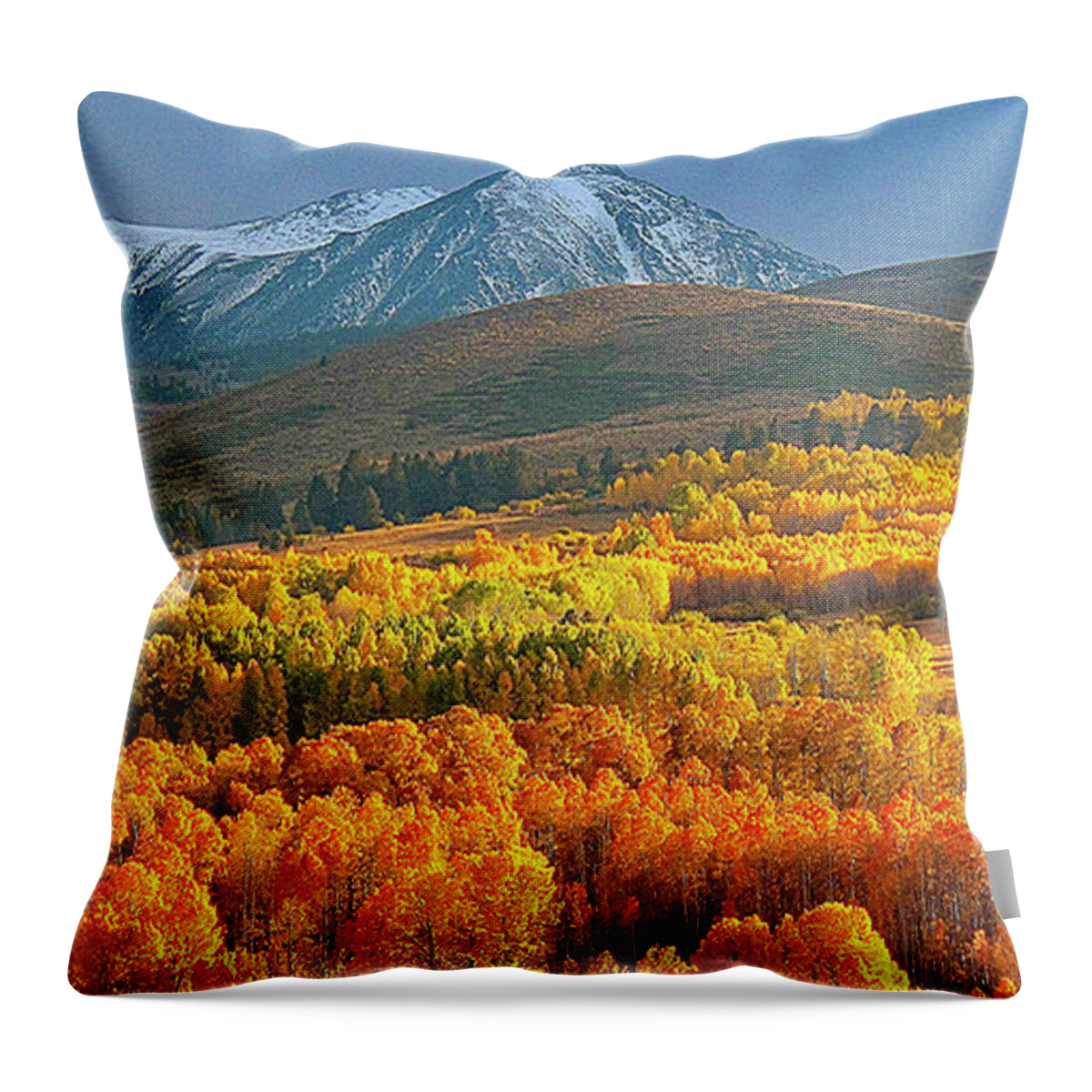 Aspen Grove Throw Pillow featuring the photograph Evening Aspen by L J Oakes