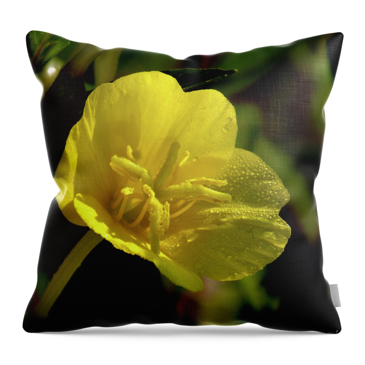 Oenothera Biennis Throw Pillow featuring the photograph Evening Primrose by Wild Thing