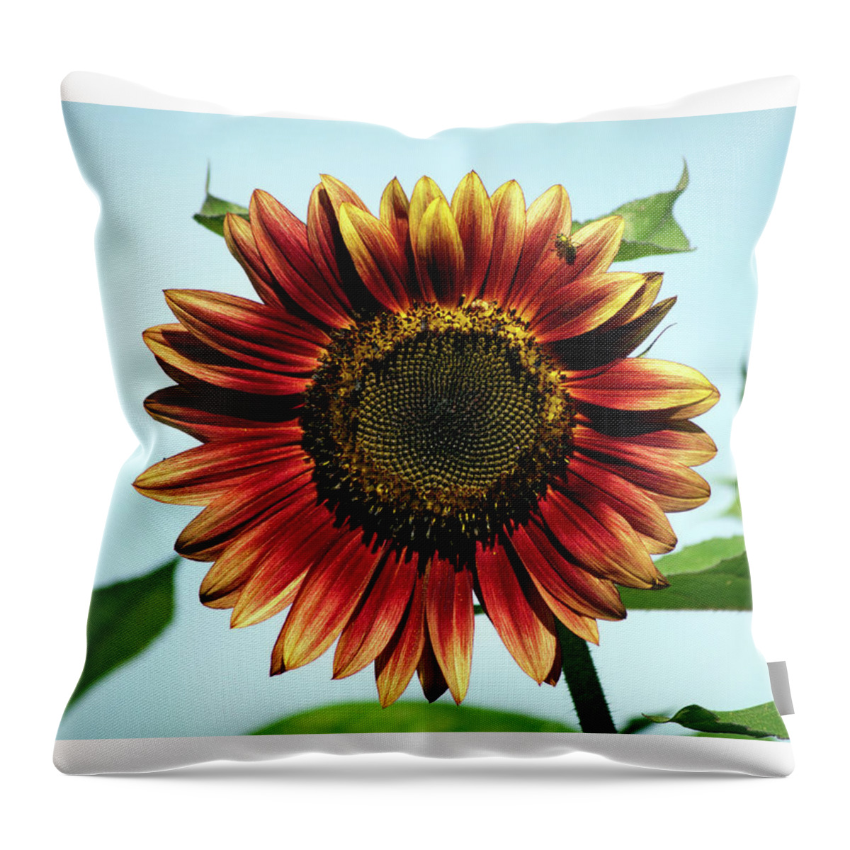 Flower Throw Pillow featuring the photograph Evening Sun Sunflower 2016 #1 by Jeff Severson