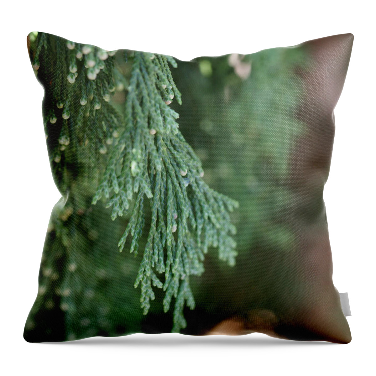 Juniper Throw Pillow featuring the photograph Evergreen by Linda Shafer