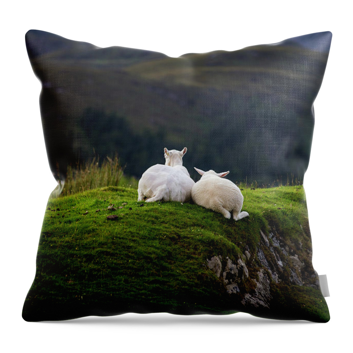 Sheep Throw Pillow featuring the photograph Ewe and Me by Rob Davies