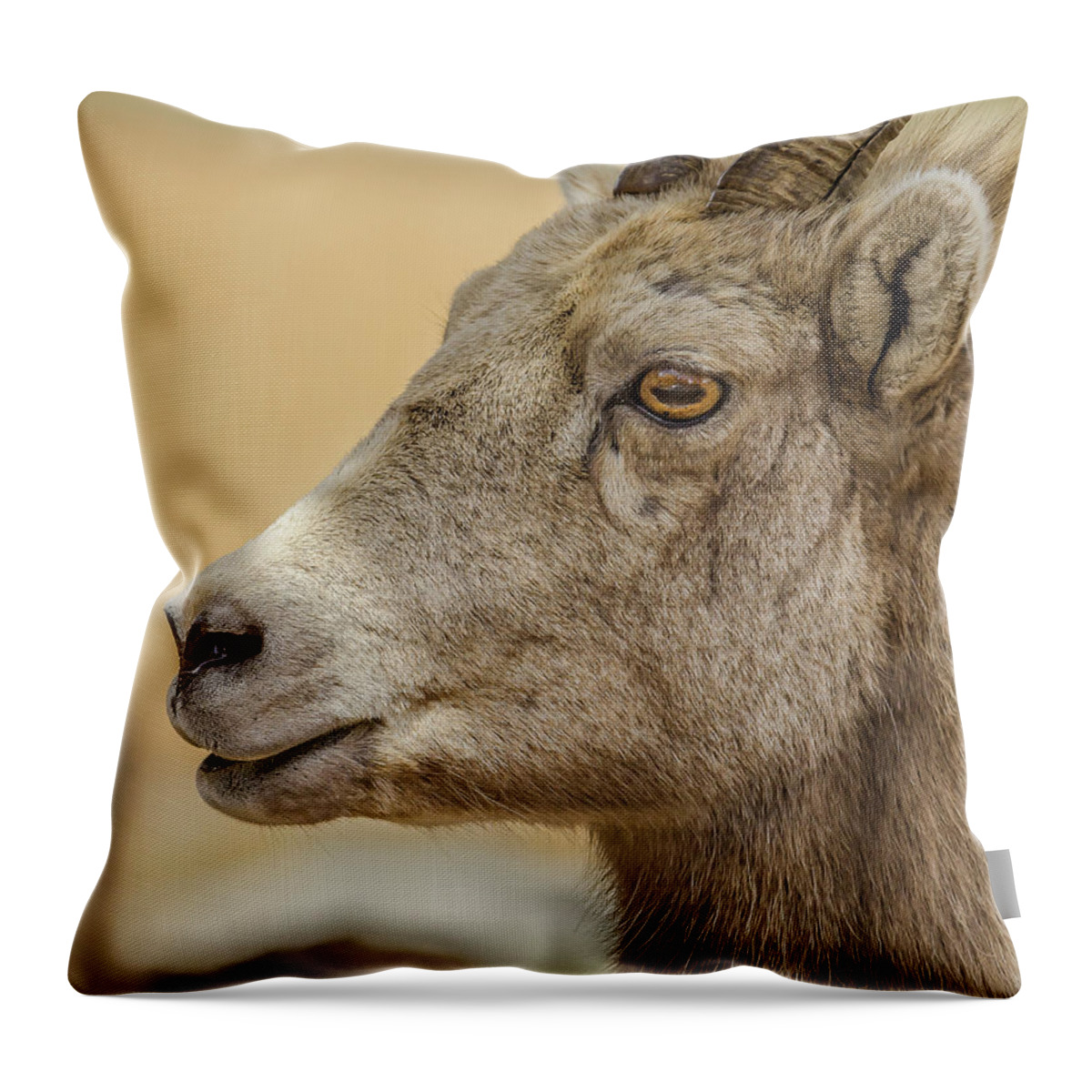 Ewe Throw Pillow featuring the photograph Ewe Glow At Sunset by Yeates Photography