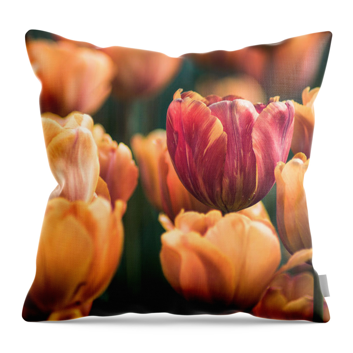 Orange Throw Pillow featuring the photograph Exotic Flavor by Bill Pevlor