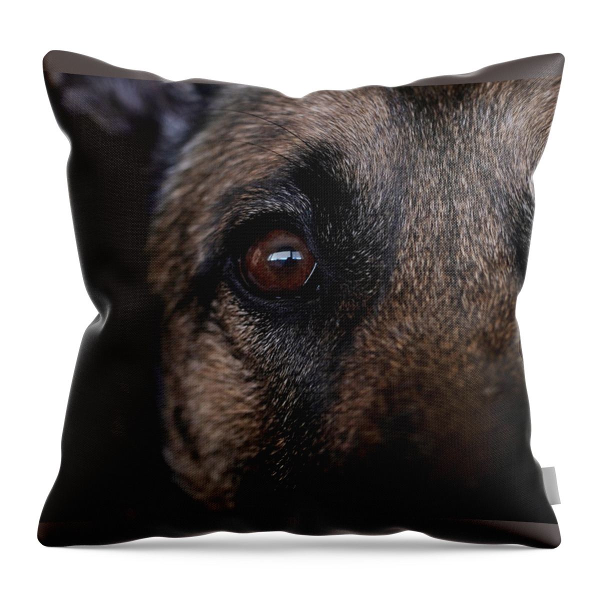 Dog Throw Pillow featuring the photograph Expectant by Jessica Myscofski