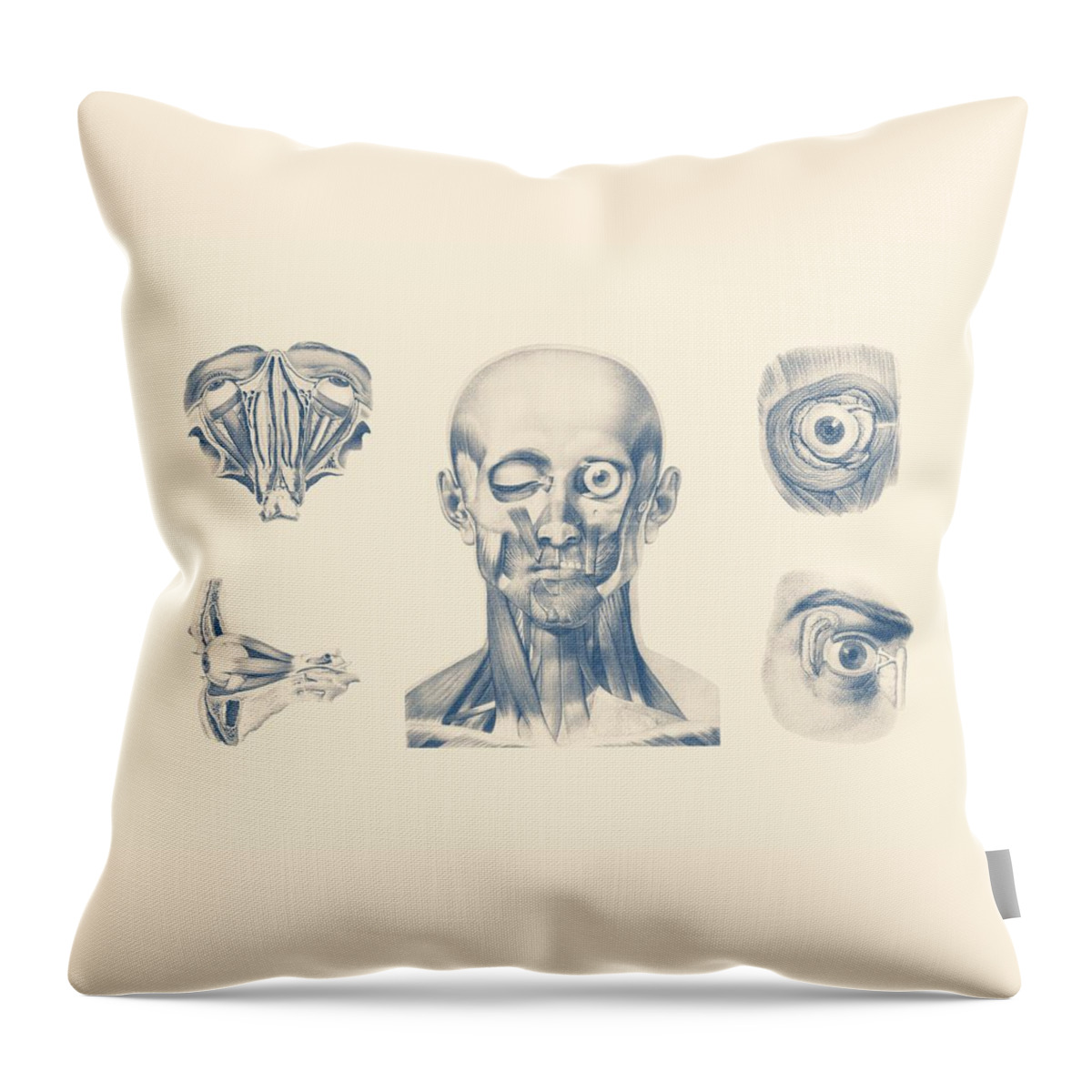 Face Anatomy Throw Pillow featuring the mixed media Eye and Facial Anatomy - Multiview by Vintage Anatomy Prints