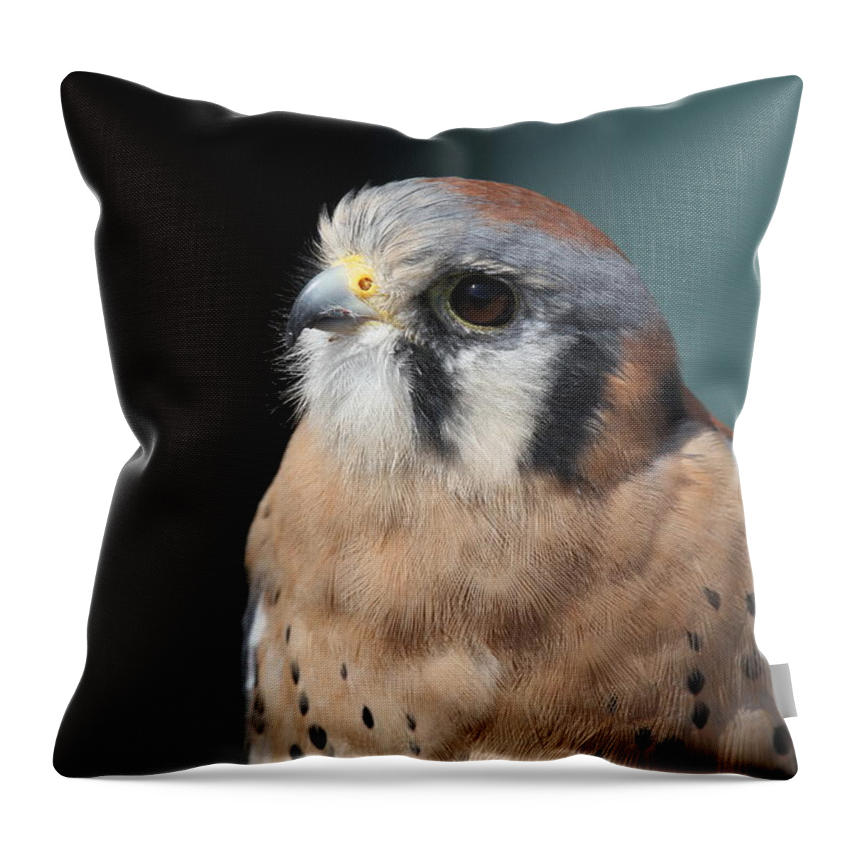 Falcon Throw Pillow featuring the photograph Eye of Focus by Laddie Halupa