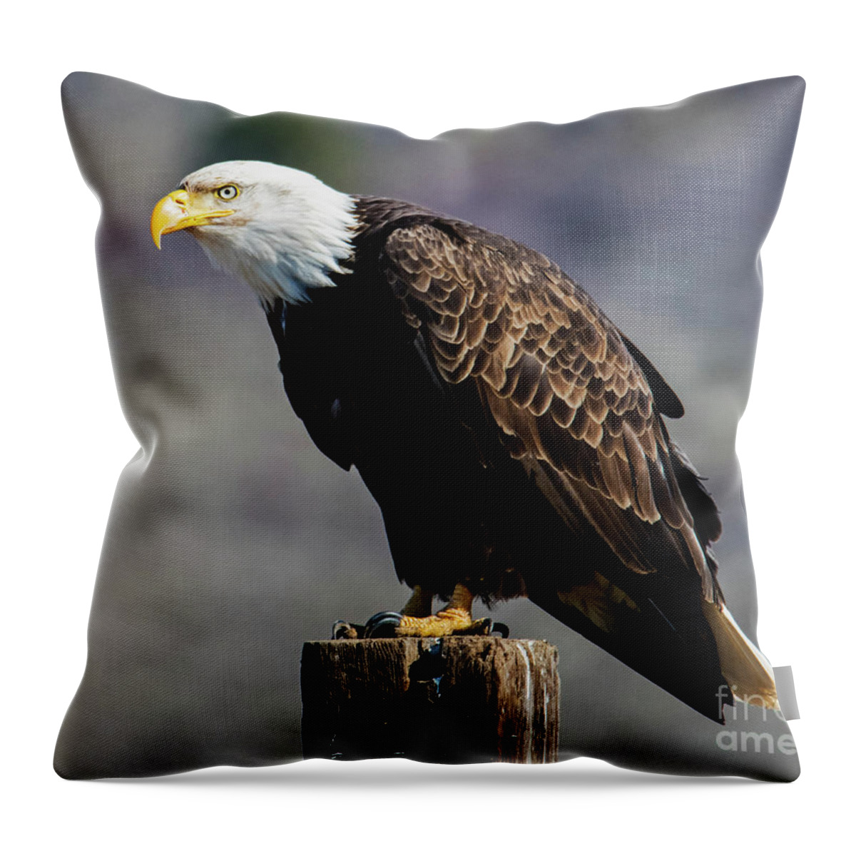 Bald Eagle Throw Pillow featuring the photograph Eye of the Eagle by Michael Dawson