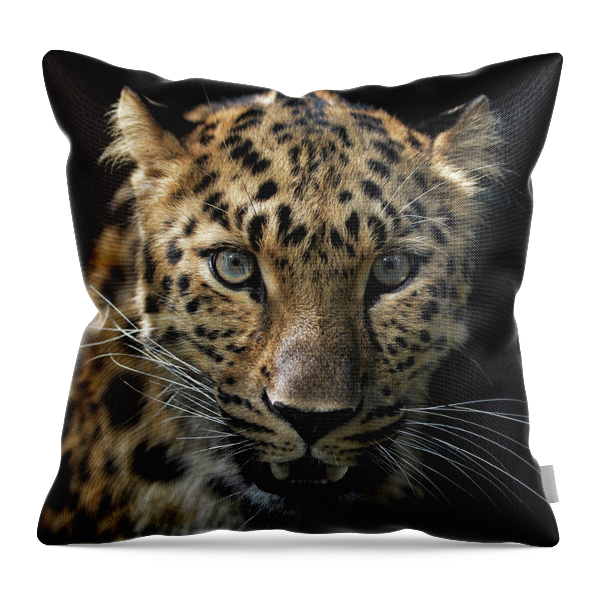 Portrait Throw Pillow featuring the photograph Face To Face With The Panther by Joachim G Pinkawa