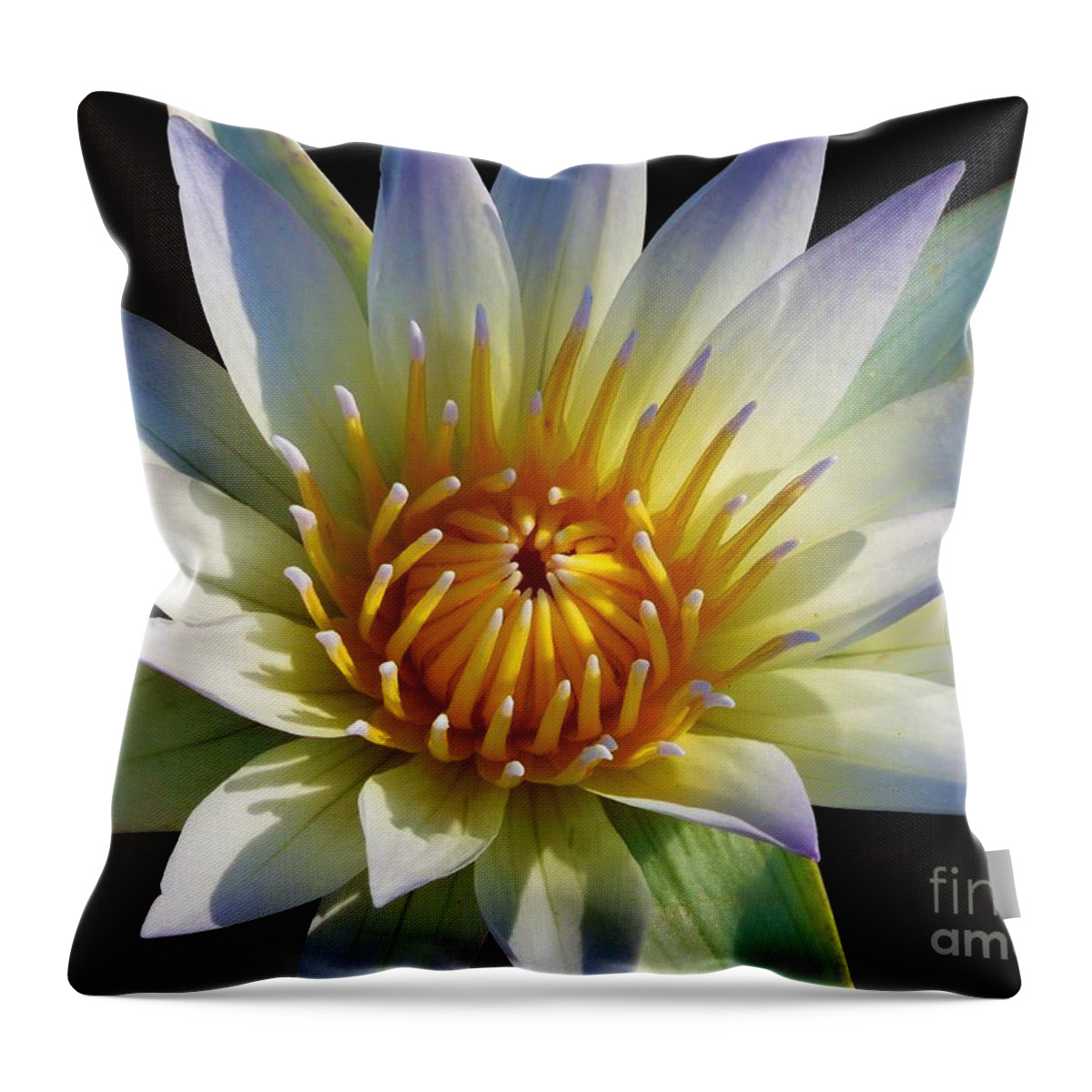Water Lily Throw Pillow featuring the photograph Fairest Lily by Chad and Stacey Hall