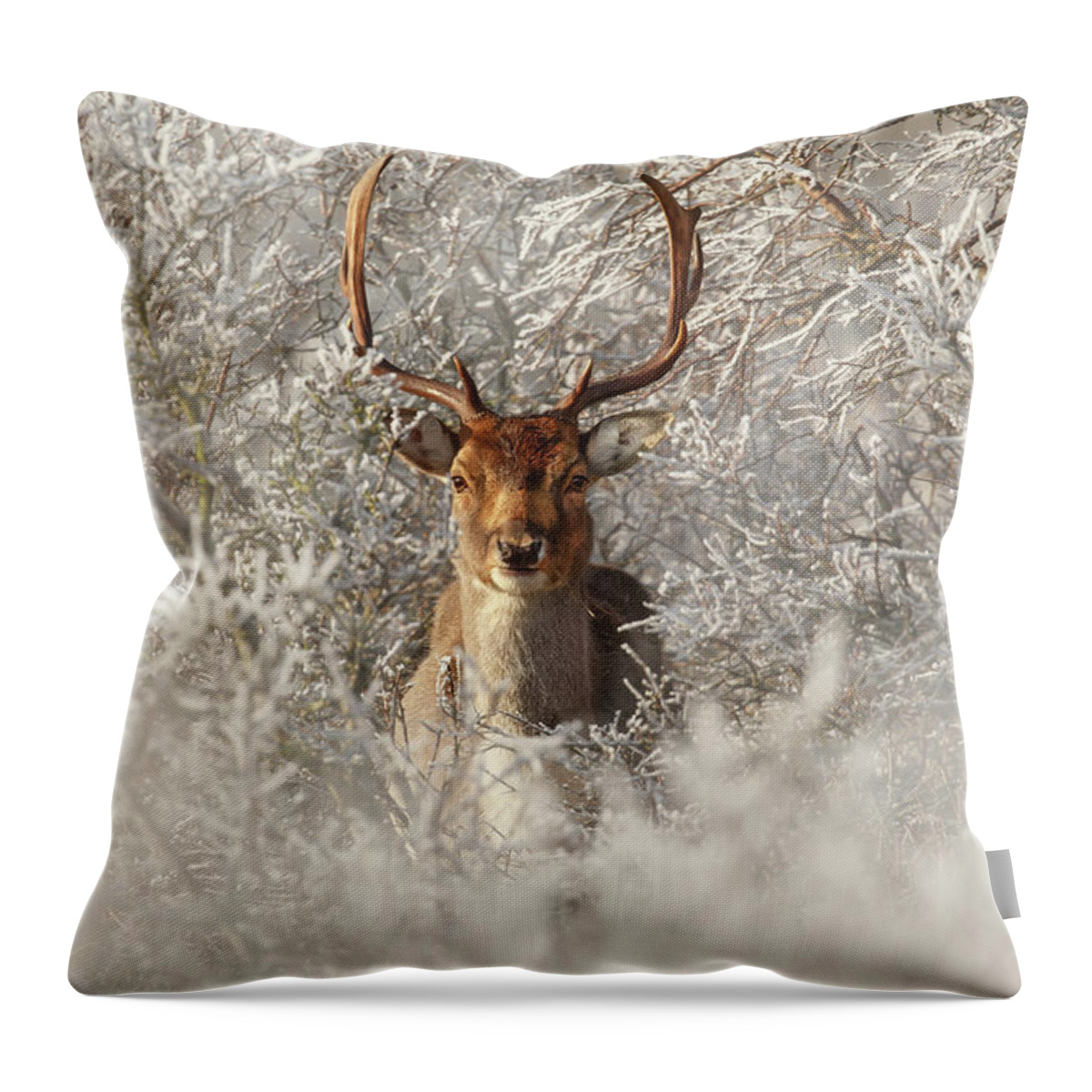 Deer Throw Pillow featuring the photograph Fairytale Fallow Deer in the Frost by Roeselien Raimond